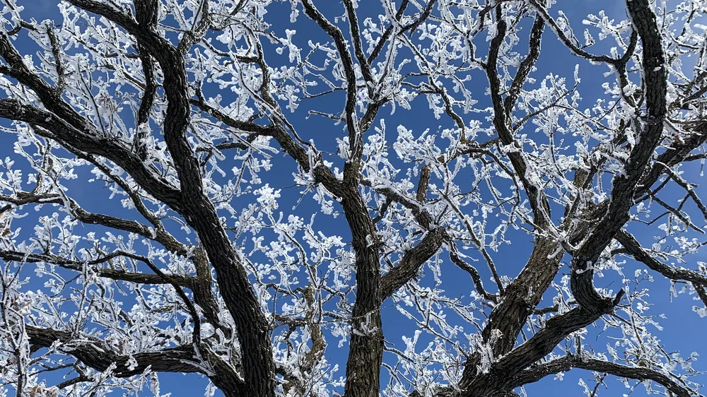 Hoarfrost on the oaks at Andes ski trails near Alexandria, MN.