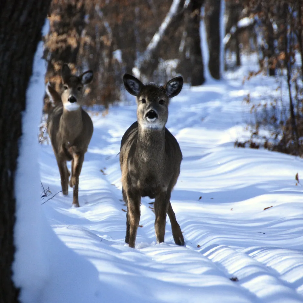 Who has the right of way?