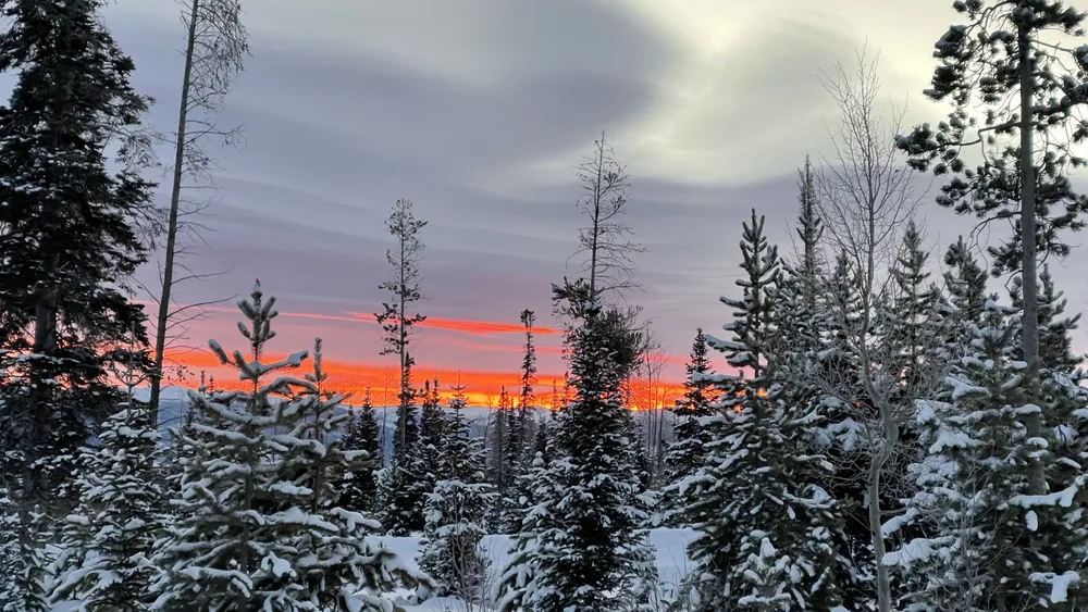 Winter sunset through the pines at YMCA of the Rockies.
