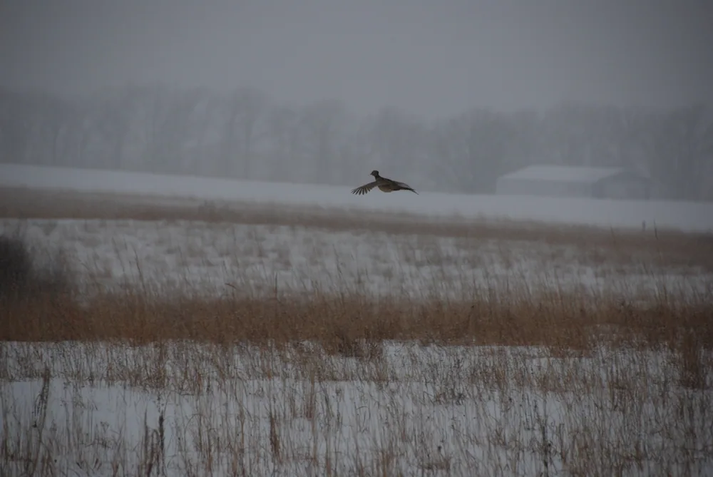 A pheasant flying in light snow at Glendalough State Park.
