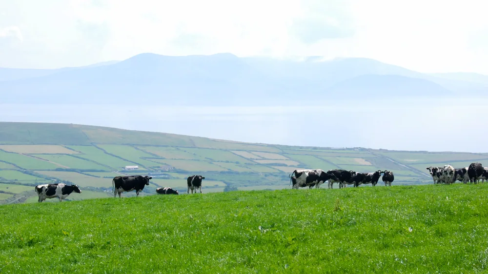 Cattle on the headland, Ireland.