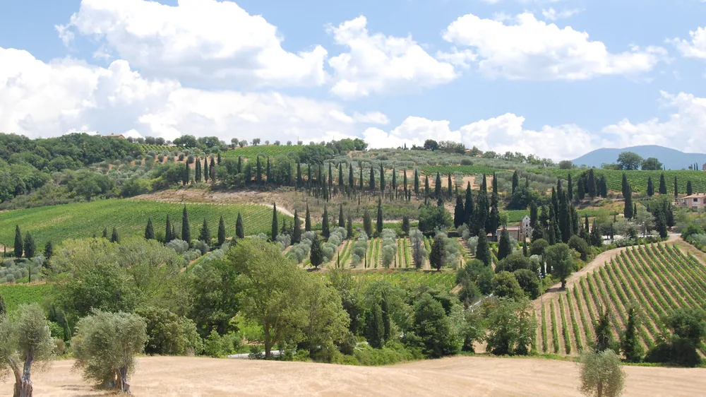 Cypresses in Tuscany.