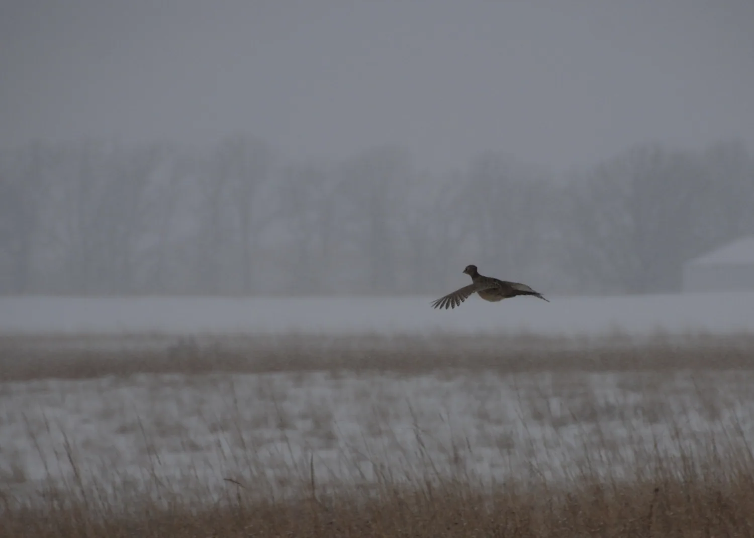 Pheasant over snowy field