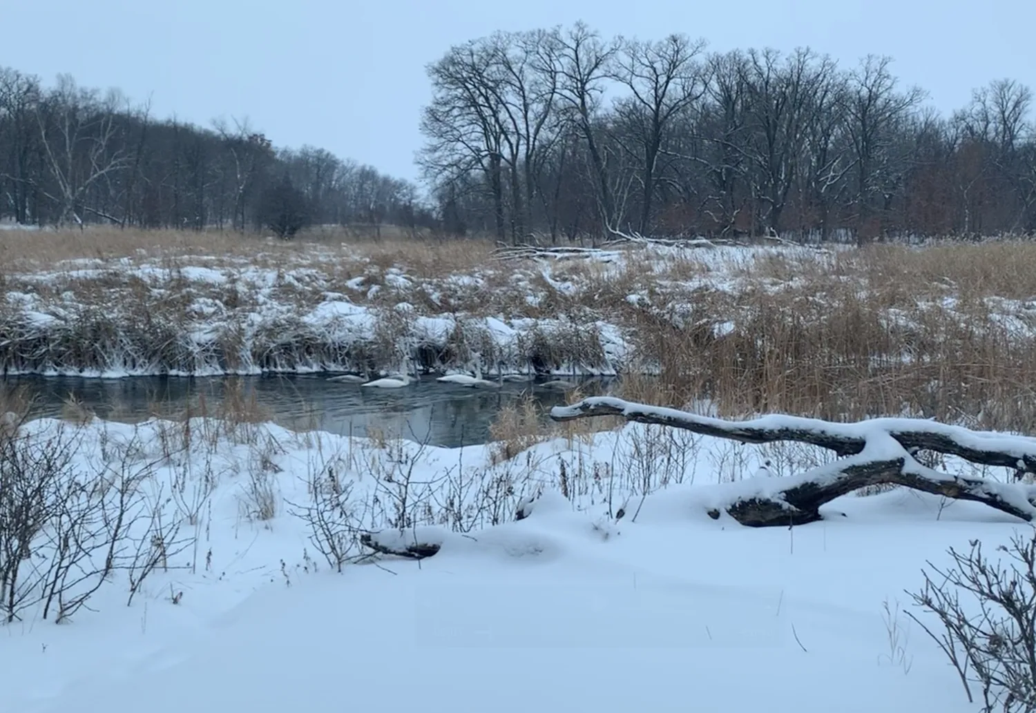 Swans in the creek