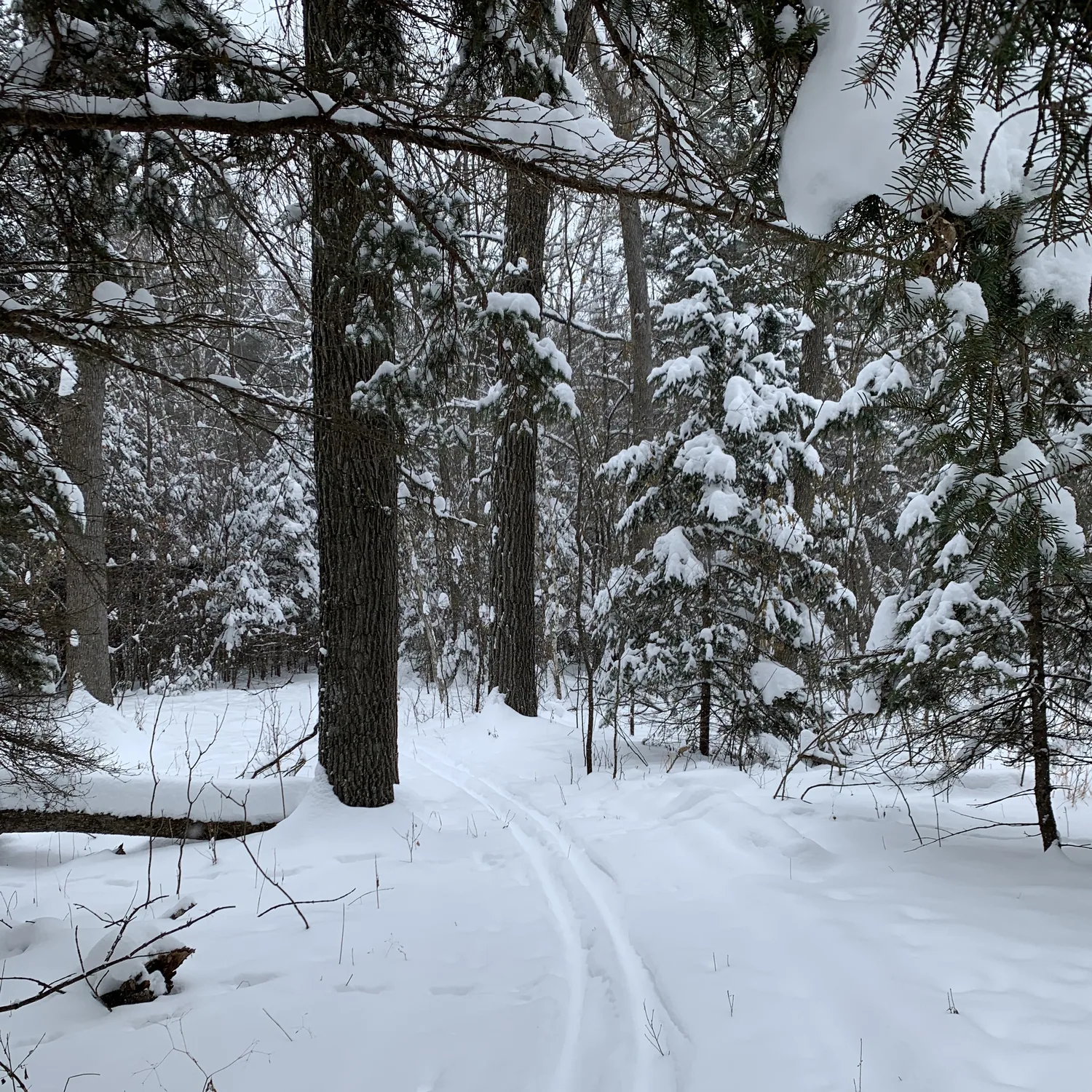 Trail through the pines