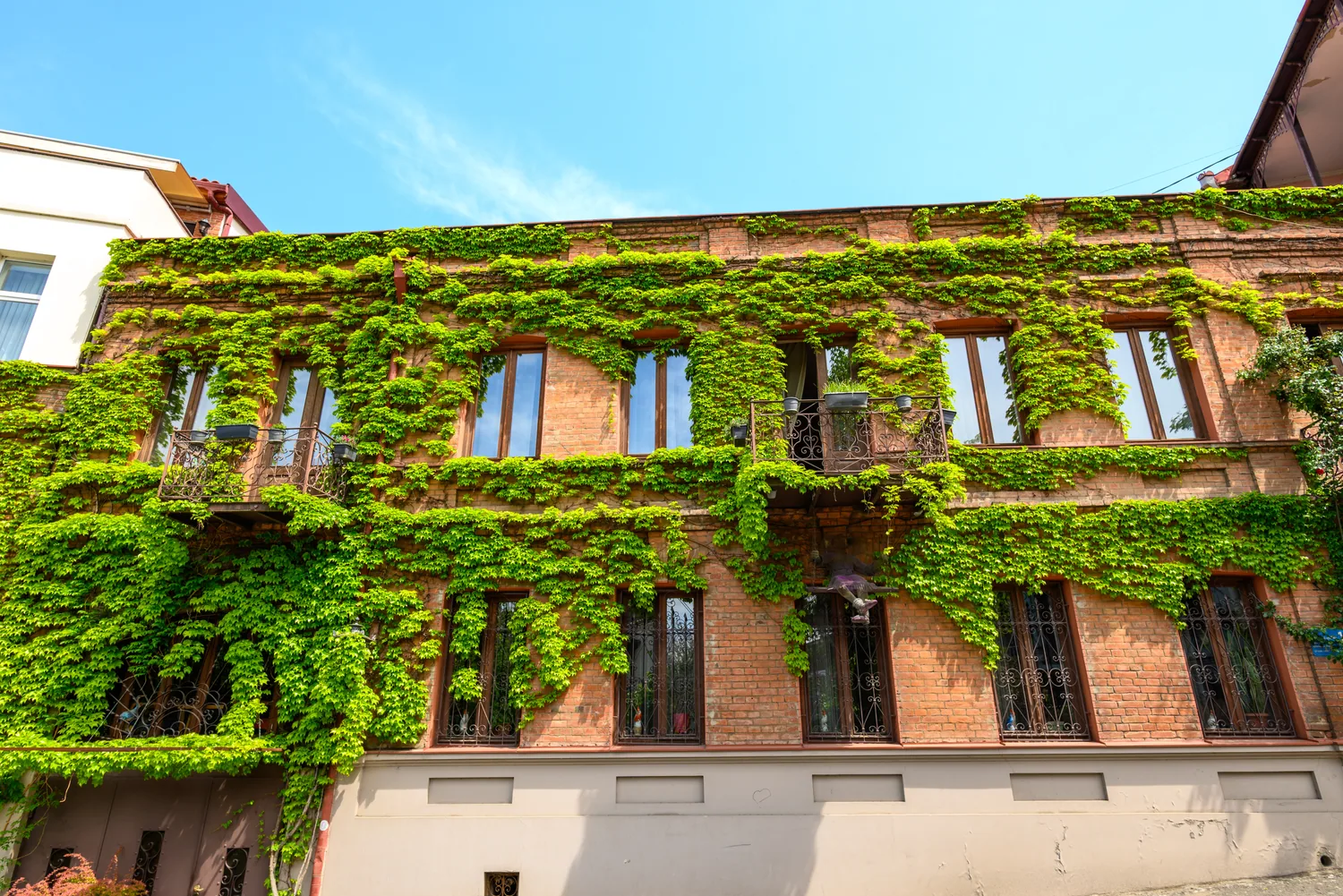 Green vines covering the brick facade of an old building